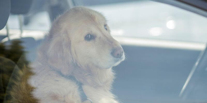 Stressaantunut koira autossa