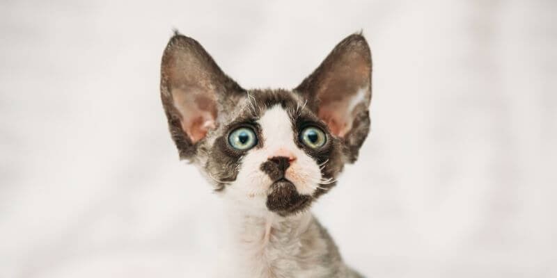 Devon Rex