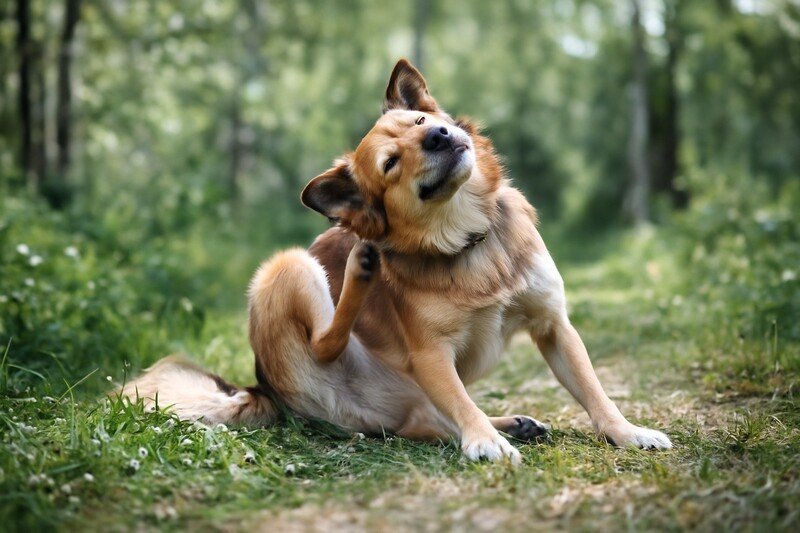 AdTab koiralle kokemuksia