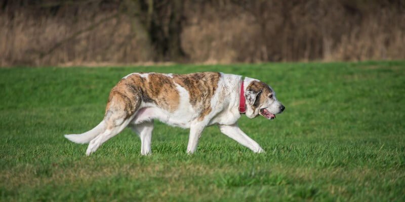 Lonkkaniveldysplasia