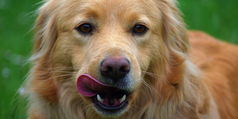 koiran närästys kotihoito