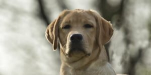 Helpoimmat koirarodut aloittelijoille