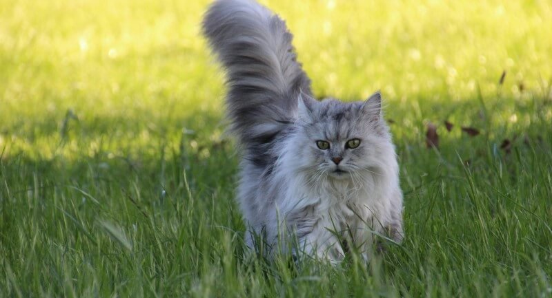 Kissan itsenäisyys - Miten tukea sitä turvallisesti