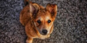 Koiran kontaktin opettaminen - Miksi se on tärkeää