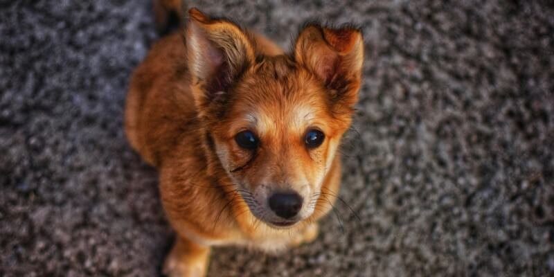 Koiran kontaktin opettaminen - Miksi se on tärkeää
