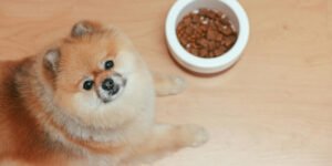 Lähiruoka koiralle - Pieni valinta, suuri vaikutus