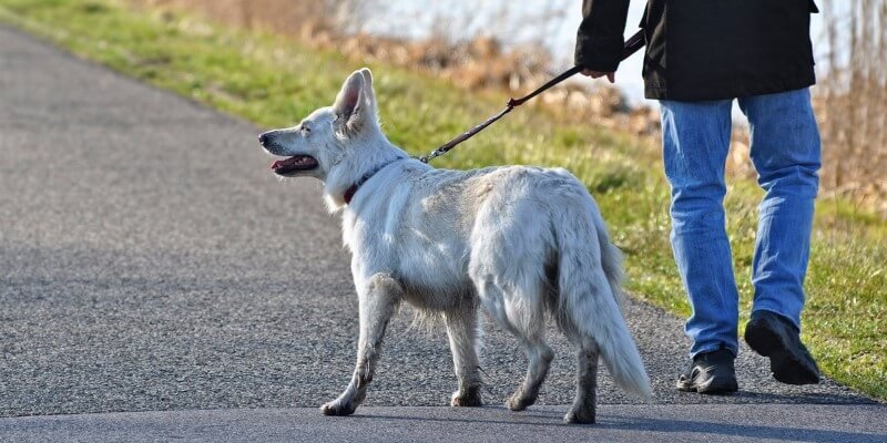Miksi koira käyttäytyy eri tavalla eri lenkkipoluilla