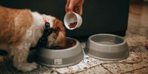 Miksi valita kotimainen koiranruoka