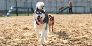 Näin tunnistat, viihtyykö koirasi koirapuistossa