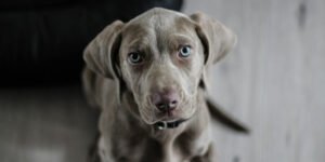 Ymmärrä koiraasi paremmin